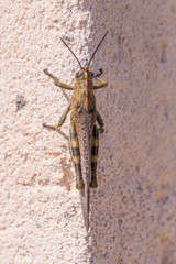 Grashüpfer an Hauswand