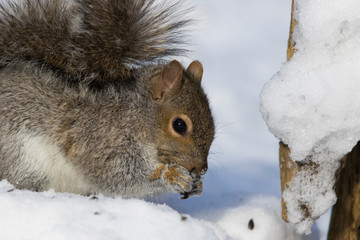 Eastern grey squirrel in winter