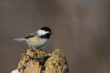 Black-capped chickadee (Poecile atricapillus) portrait