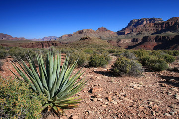 Century Plant on the Tonto Trail in Grand Canyon National Park, Arizona..