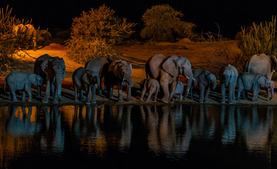 Elephant herd arrives at a floodlit water hole after dark for a drink; at erindi private wildlife...