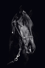 Portrait of a beautiful black stallion on a black background
