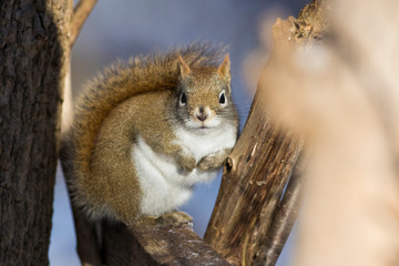 American red squirrel in winter