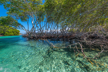 Bootsfahrt durch Mangrovenkanäle in Punta Gorda auf Roatan
