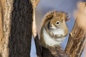 American red squirrel in winter