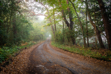 Fototapeta na wymiar Early autumn morning mist through trees in lane