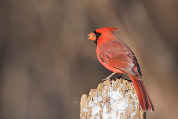 male northern cardinal in winter