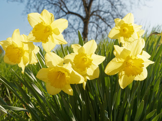 Des fleurs de Narcisses ou Jonquilles jaunes (Narcissus pseudonarcissus), appelés Narcisses...