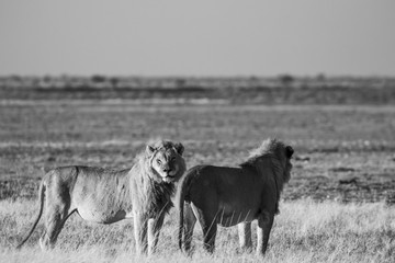 Fototapeta na wymiar Lion black and white