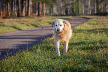 Golden retriever walking on grass verge from road in woods