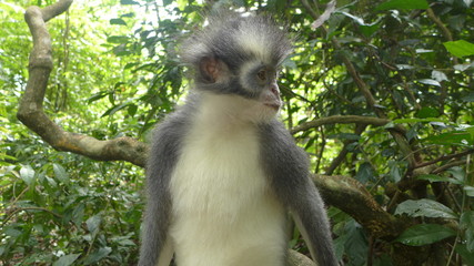 Fototapeta premium Thomas-Langur