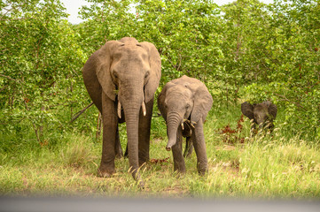 Fototapeta premium Wild african elephant close up, Botswana, Africa