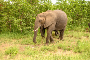 Fototapeta premium Wild african elephant close up, Botswana, Africa