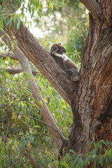 koala bear resting in tree