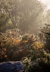Early morning mist through trees on bracken with cobwebs