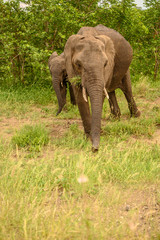 Wild african elephant close up, Botswana, Africa