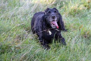 Happy cocker spaniel dog with tongue hanging out in field