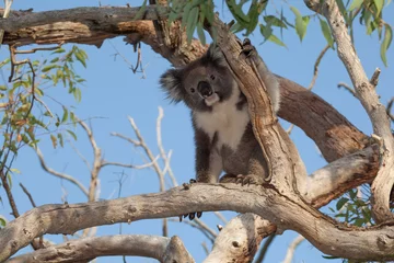 Poster koala bear climbing in tree  © dblumenberg