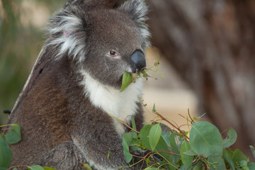 portrait of koala bear in eucalyptus tree eating leaves