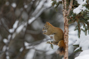 American red squirrel in winter