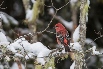Male pine grosbeak (Pinicola enucleator) in winter