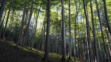 in the woods, trees on a hill on a sunny day in Hoellental, Austria