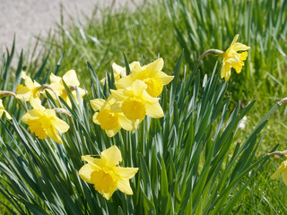 Fototapeta premium Narcissus pseudonarcissus - Floraison champêtre de narcisses ou jonquilles jaunes solitaires sur de longues tiges vertes