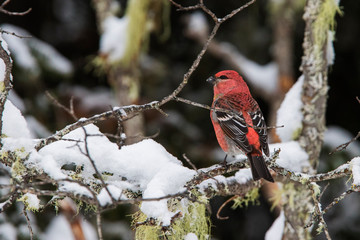 Male pine grosbeak (Pinicola enucleator) in winter