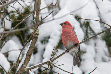 Male pine grosbeak (Pinicola enucleator) in winter