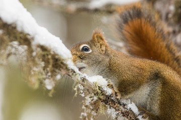 Naklejka na ściany i meble American red squirrel in winter