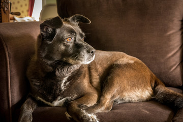 Chocolate brown dog on brown sofa