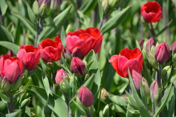 red tulips in garden