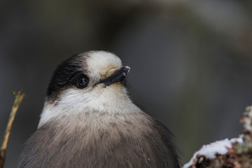 The grey jay (Perisoreus canadensis), also gray jay, Canada jay, camp robber, or whisky jack