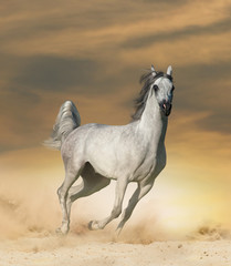 Arabian horse in desert