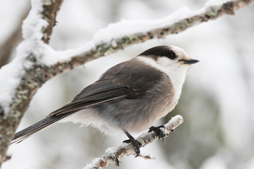 The grey jay (Perisoreus canadensis), also gray jay, Canada jay, camp robber, or whisky jack © Mircea Costina
