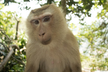 Free thaï Monkey
