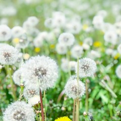 Close up of dandelion with abstract color and shallow focus 