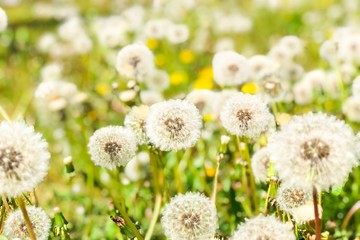 Close up of dandelion with abstract color and shallow focus 
