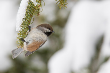 boreal chickadee in winter © Mircea Costina