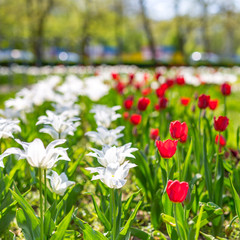 Beautiful red and white tulips, spring nature park and sunny weather. Delicate nature scene