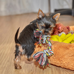 Yorkshire Terrier puppy sitting in dog bed