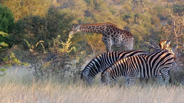 A small herd of Zebra graze in the foreground along with a Giraffe feeding in the background. In the wilderness of Africa, and setting sun lighting. Greater Kruger National Park