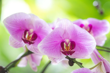 orchid on green background