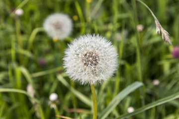 White Dandelion on a green meadow.