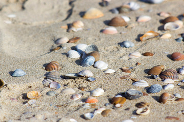 sea shells on the beach in the Netherlands, Renesse, Zeeland