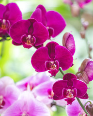 Obraz premium orchid on a green background