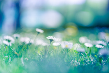 Bright nature background, daisy flowers and blurred bokeh background. Inspirational nature scene, fresh green delicate plants