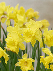 Fleurs de Narcisses ou Jonquilles jaunes (Narcissus pseudonarcissus), appel&eacute;s Narcisses trompette aux t&eacute;pales en &eacute;toile jaune clair autour d'une longue couronne