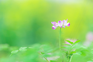 Obraz premium flowers on green background