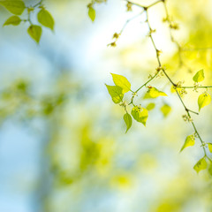 Fresh green leaves soft sunlight and delicate blue sky. Nature background